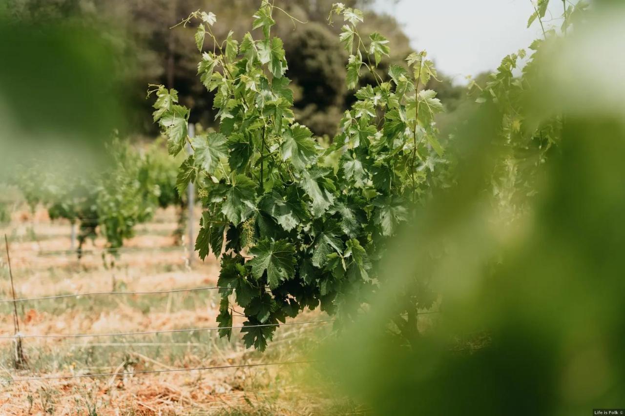 Entrecasteaux Domaine Des Bruguieresヴィラ エクステリア 写真
